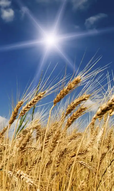 Fototapeta na flizelinie MS-2-0136 WHEAT FIELD Zamów teraz