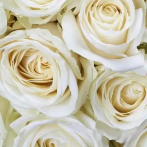 Obniżka ceny Fototapeta na flizelinie MS-2-0137 WHITE ROSES