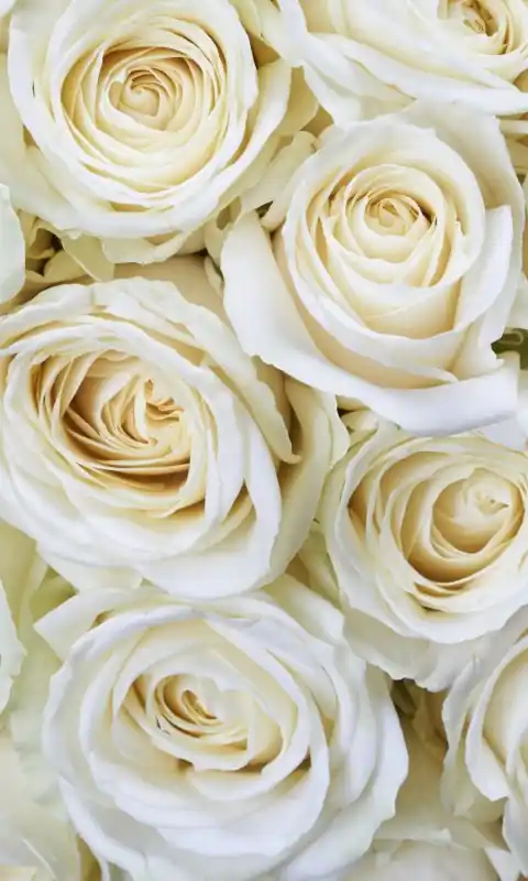 Obniżka ceny Fototapeta na flizelinie MS-2-0137 WHITE ROSES