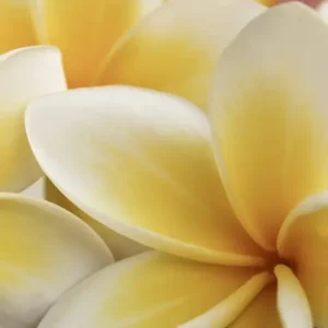Do wyczerpania zapasów Fototapeta na flizelinie MS-2-0140 PLUMERIA