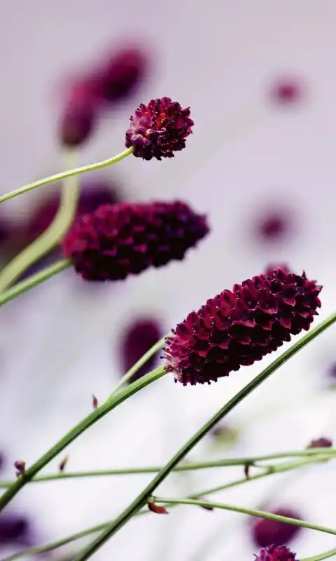 Fototapeta na flizelinie MS-2-0141 FLORAL VIOLET Promocja