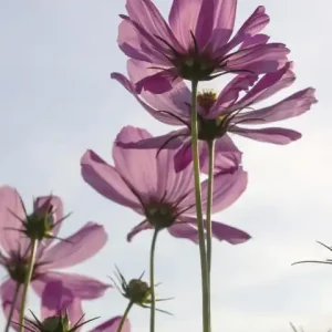 Ograniczona ilość Fototapeta na flizelinie MS-2-0145 COSMOS FLOWERS