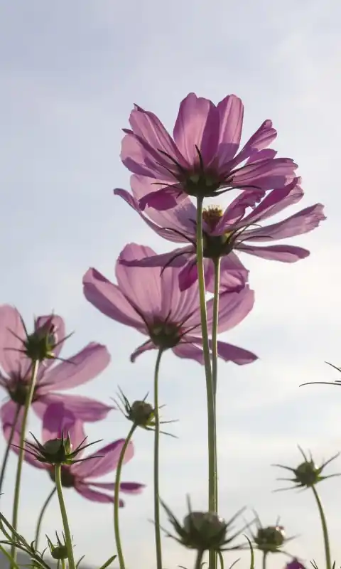Ograniczona ilość Fototapeta na flizelinie MS-2-0145 COSMOS FLOWERS