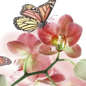 Wyjątkowa oferta Fototapeta na flizelinie MS-2-0146 ORCHIDS AND BUTTERFLY