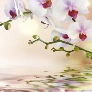 Fototapeta na flizelinie MS-2-0147 WHITE ORCHID Wybór klientów