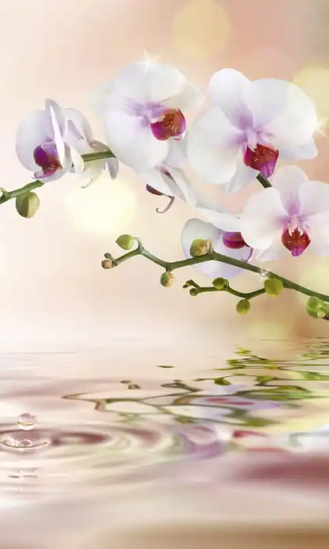 Fototapeta na flizelinie MS-2-0147 WHITE ORCHID Wybór klientów