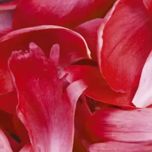 Fototapeta na flizelinie MS-2-0151 RED PETALS Taniej