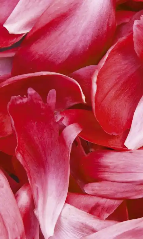 Fototapeta na flizelinie MS-2-0151 RED PETALS Taniej