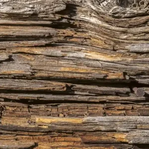 Fototapeta na flizelinie MS-2-0159 TREE BARK Rabat