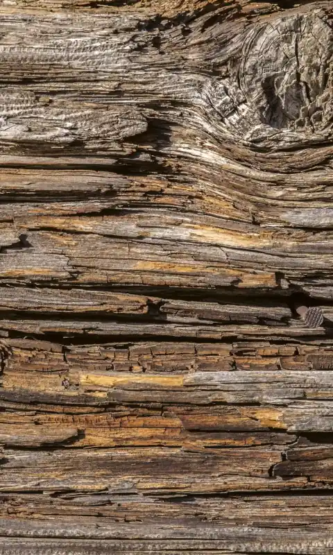 Fototapeta na flizelinie MS-2-0159 TREE BARK Rabat