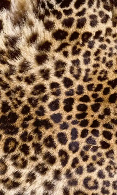 Szybka dostawa Fototapeta na flizelinie MS-2-0184 LEOPARD SKIN