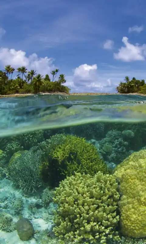 Fototapeta na flizelinie MS-2-0200 CORAL REEF Taniej