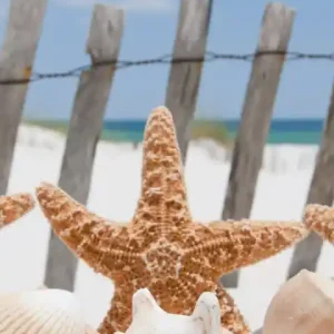 Nowy Fototapeta na flizelinie MS-2-0206 STARFISH