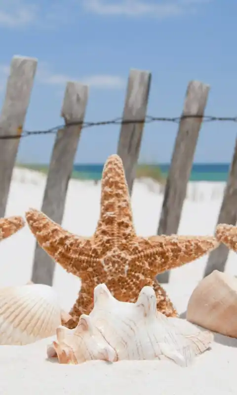 Nowy Fototapeta na flizelinie MS-2-0206 STARFISH