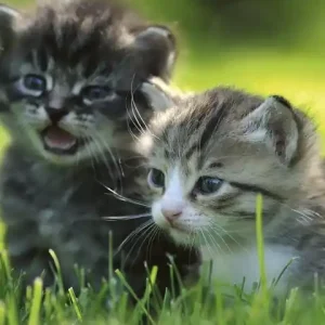 Fototapeta na flizelinie MS-2-0222 KITTENS Kup online