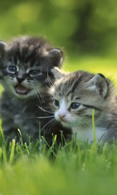 Fototapeta na flizelinie MS-2-0222 KITTENS Kup online