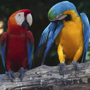 Fototapeta na flizelinie MS-2-0223 COLOURFUL MACAW Promocja