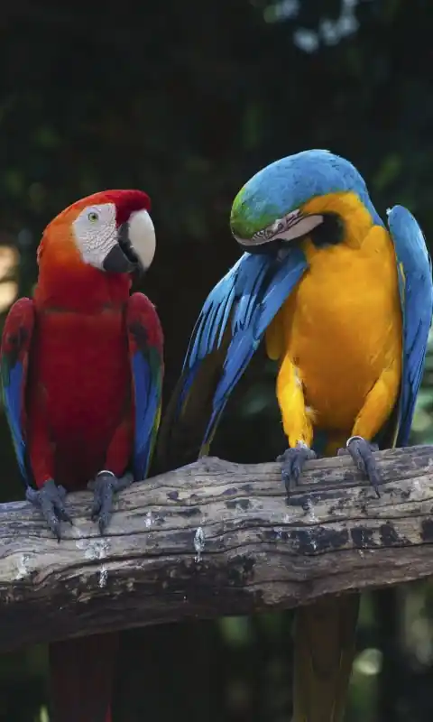 Fototapeta na flizelinie MS-2-0223 COLOURFUL MACAW Promocja