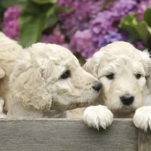 Premium Fototapeta na flizelinie MS-2-0224 LABRADOR PUPPIES