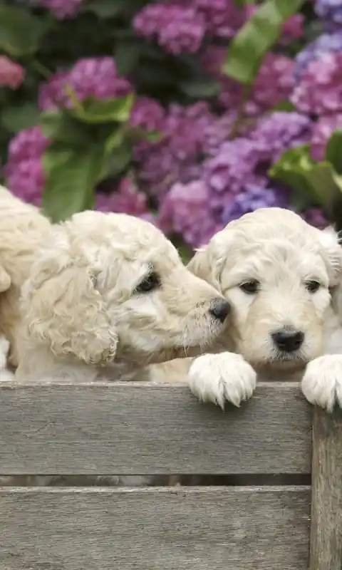 Premium Fototapeta na flizelinie MS-2-0224 LABRADOR PUPPIES