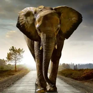 Fototapeta na flizelinie MS-2-0225 WALKING ELEPHANT Taniej