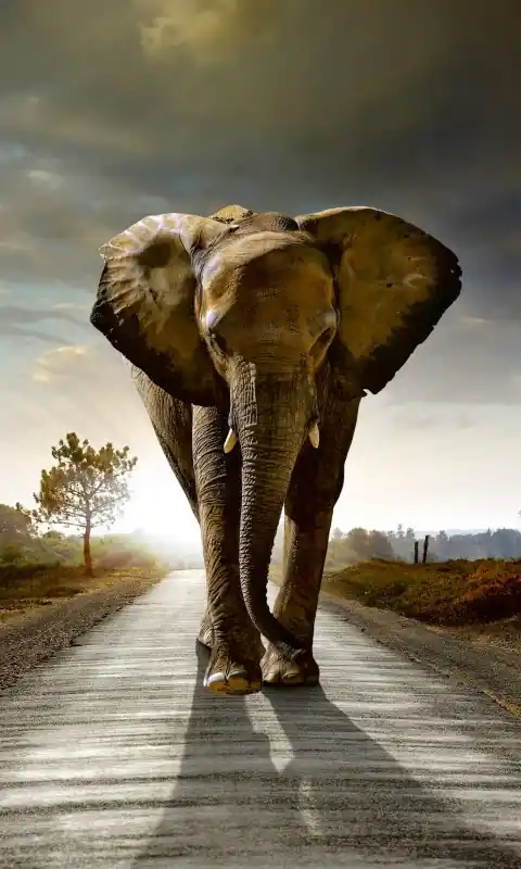 Fototapeta na flizelinie MS-2-0225 WALKING ELEPHANT Taniej