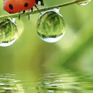 Ograniczona ilość Fototapeta na flizelinie MS-2-0226 LADYBIRD