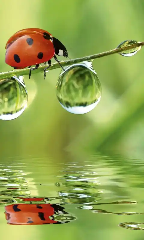 Ograniczona ilość Fototapeta na flizelinie MS-2-0226 LADYBIRD