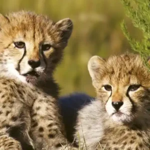 Fototapeta na flizelinie MS-2-0229 CHEETAH Rabat