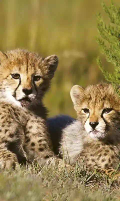 Fototapeta na flizelinie MS-2-0229 CHEETAH Rabat