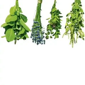 Ograniczona ilość Fototapeta na flizelinie MS-2-0240 HERBS