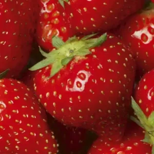 Fototapeta na flizelinie MS-2-0241 STRAWBERRY Oferta