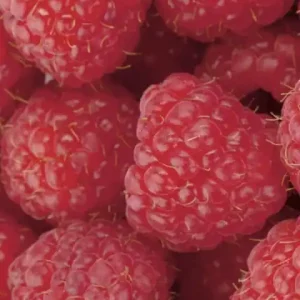 Fototapeta na flizelinie MS-2-0242 RASPBERRY Taniej