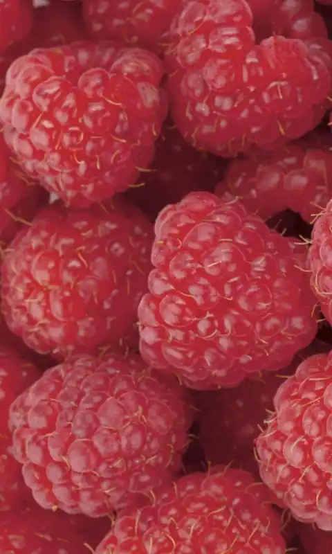 Fototapeta na flizelinie MS-2-0242 RASPBERRY Taniej