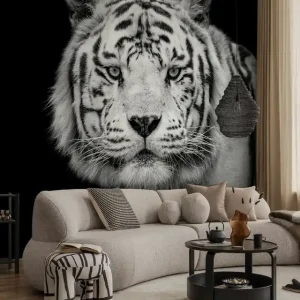 Bengal Biały Tygrys Wyprzedaż