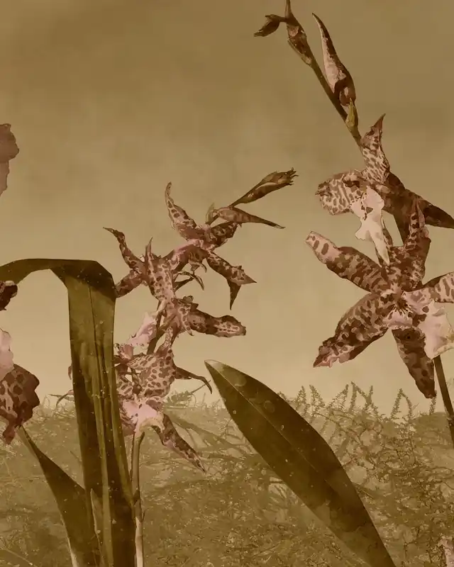 Zniżka Orchideowy Sen - Sepia