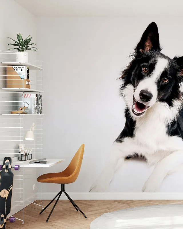 Border Collie na białym tle Okazja