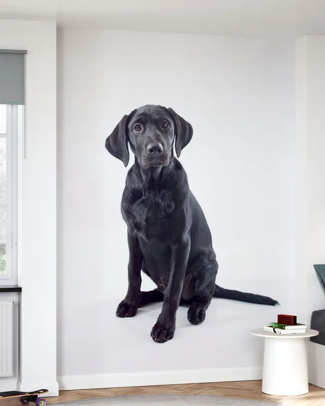 Czarny Labrador Hit cenowy